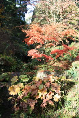 Batsford Arboretum 25/10/09